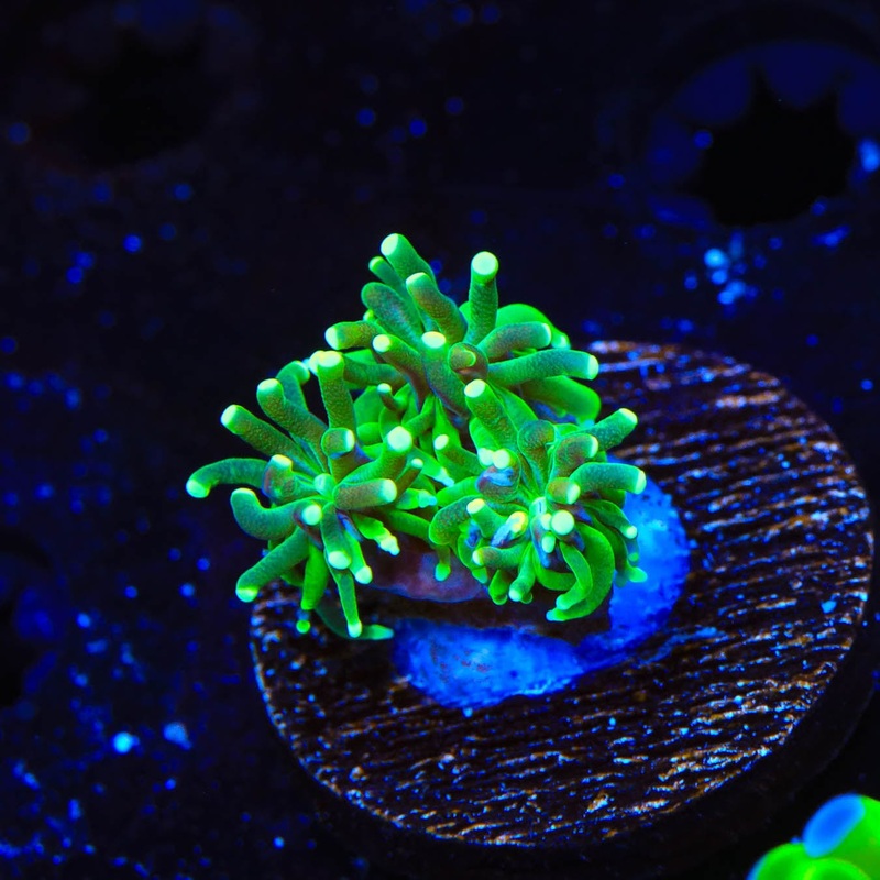 TSA Evergreen Galaxea Coral