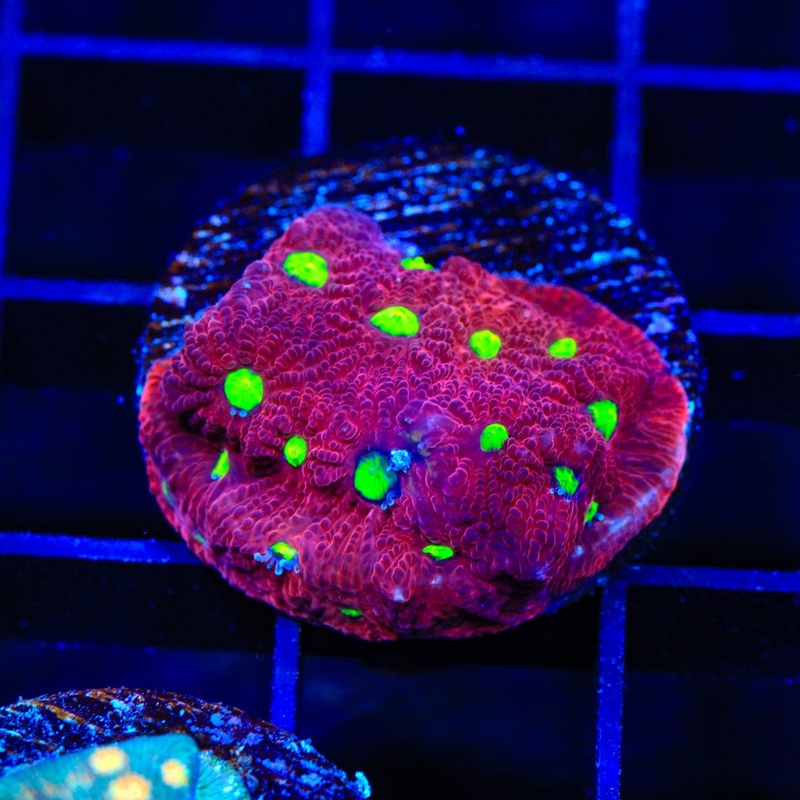 TSA Fire Favia Coral