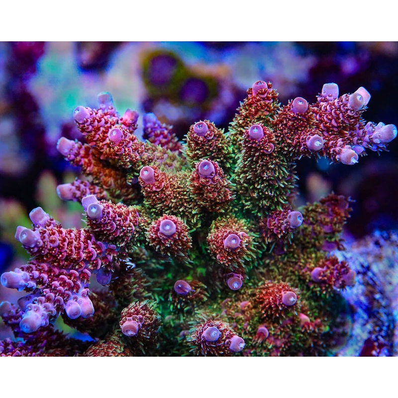 TSA Four Loko Acropora Coral