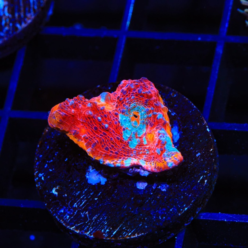 TSA Fruit Ninja Chalice Coral