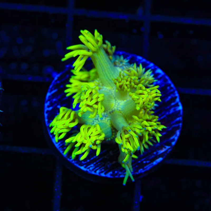 TSA Glow Stick Goniopora Coral
