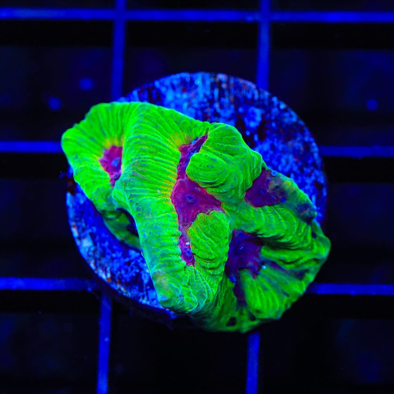 TSA Grinch Favia Coral