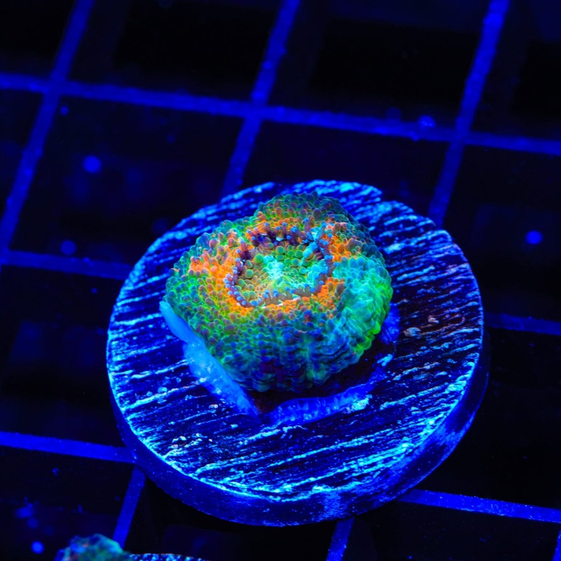 TSA I and S Echinata Coral