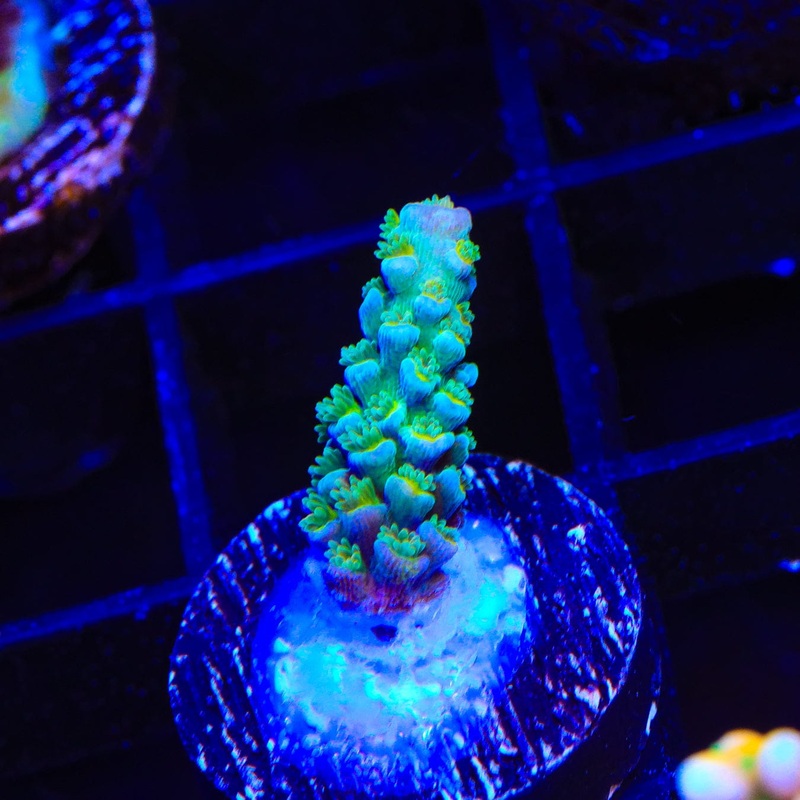 TSA Ice Queen Acropora Coral