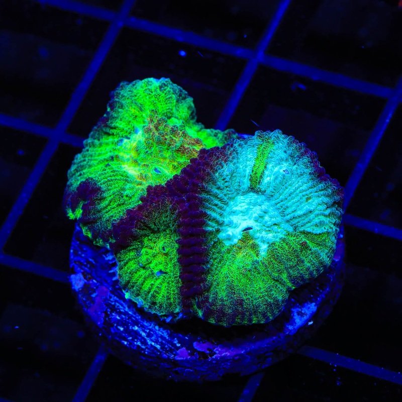 TSA Irish Favia Coral