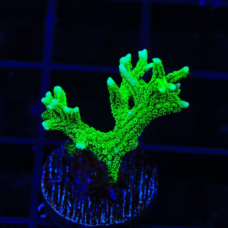 TSA Jade Dragon Birdsnest Coral