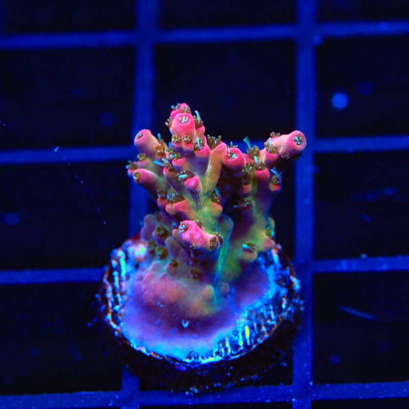 TSA Lavender Haze Acropora Coral