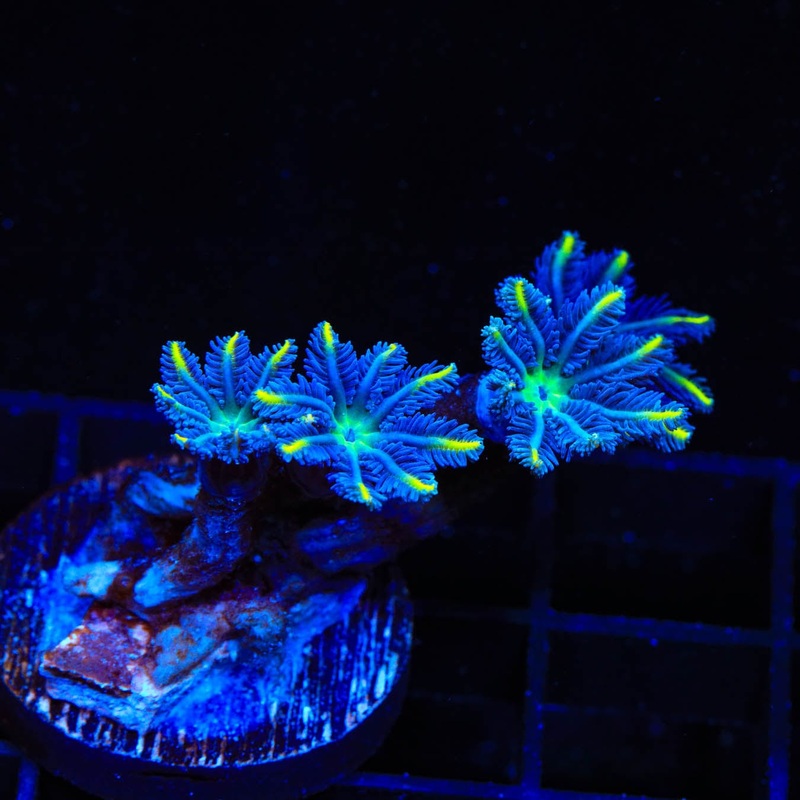 TSA Lemon Laser Clove Polyp Coral