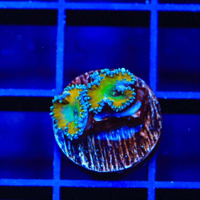 TSA Lemon Twist Palythoa Coral