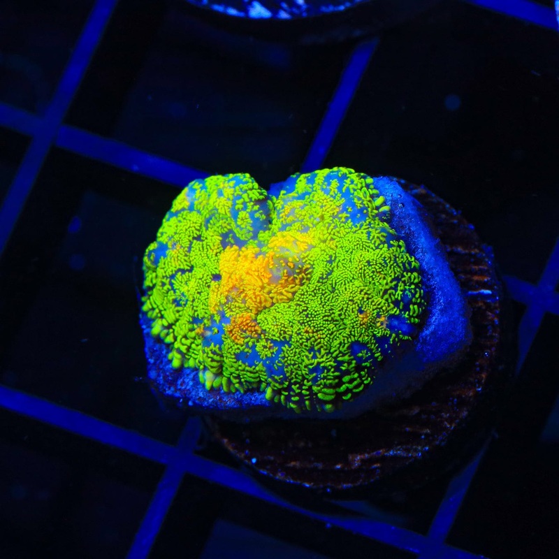 TSA Mean Gene Rhodactis Mushroom Coral