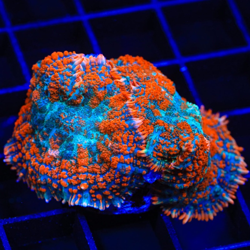TSA Mile High Rhodactis Mushroom Coral