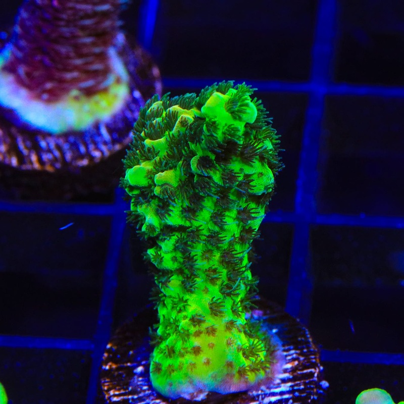 TSA Mr. Mean Acropora Coral