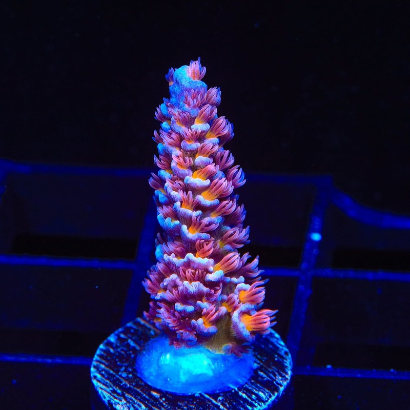TSA Nebula Acropora Coral