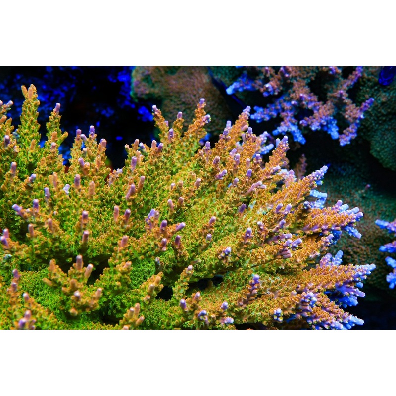 TSA Orangesicle Acropora Coral
