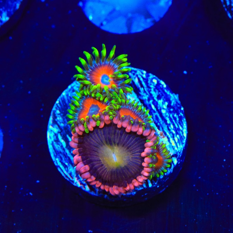 TSA Pinewheel and Whammin Watermelon Zoanthids Coral