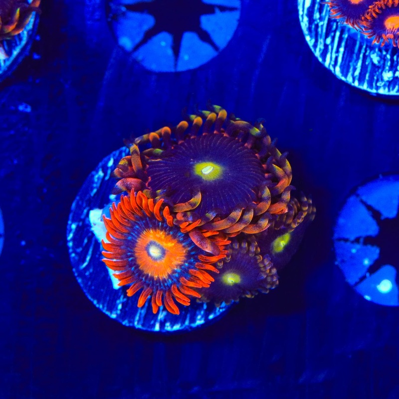 TSA Pinwheel and Shatterfield Zoanthids Coral