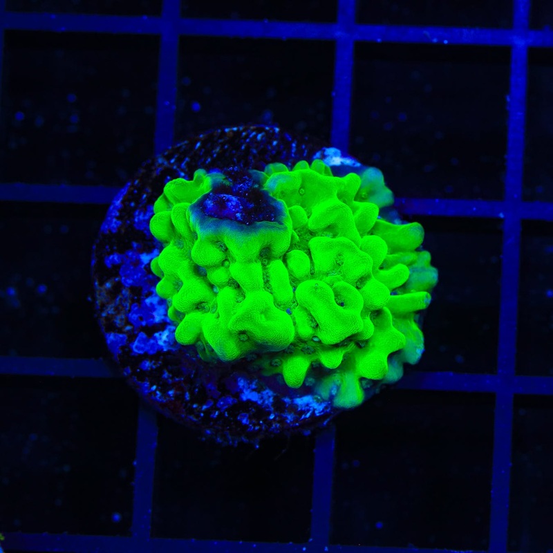 TSA Plutonium Palawanensis Montipora Coral