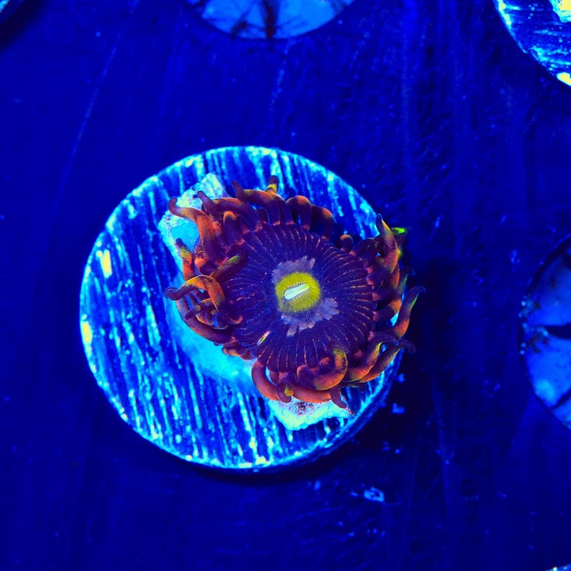 TSA Pushing Up Daisiesl Zoanthids Coral