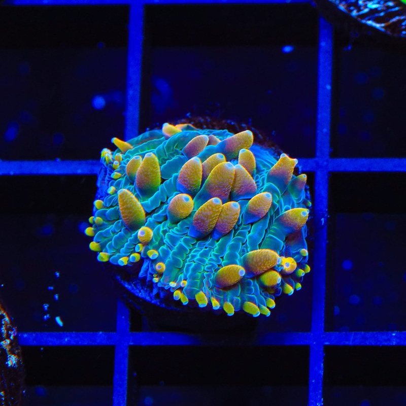 TSA Rainbow Blanka Plate Coral