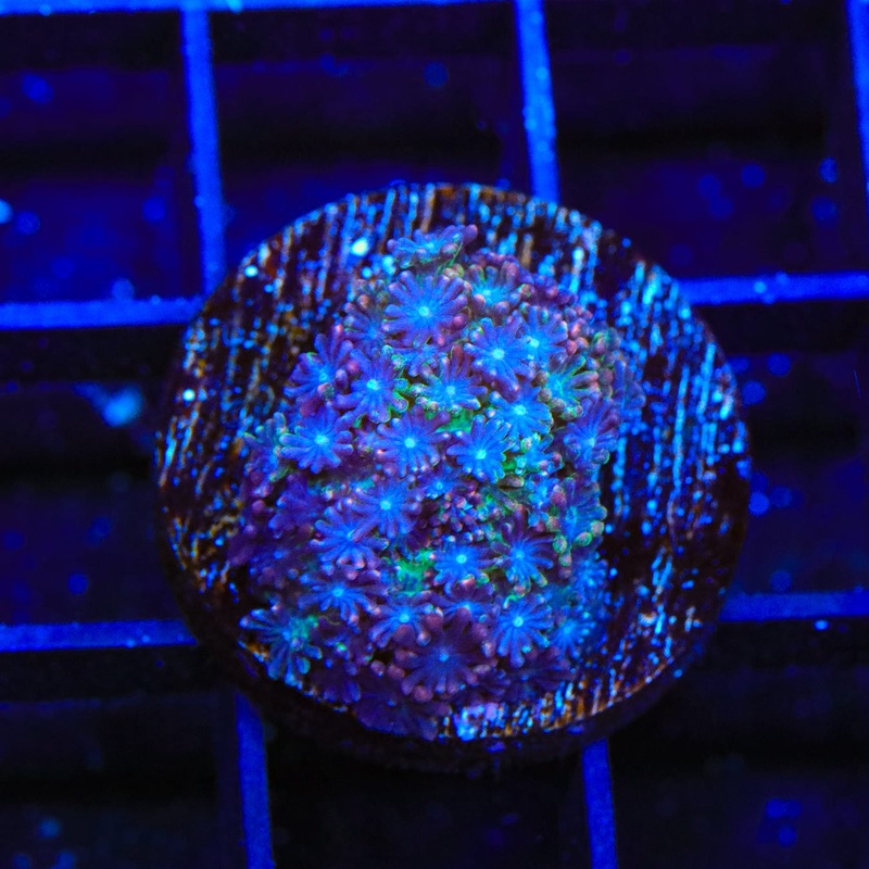 TSA Rainbow Candy Goniopora Coral
