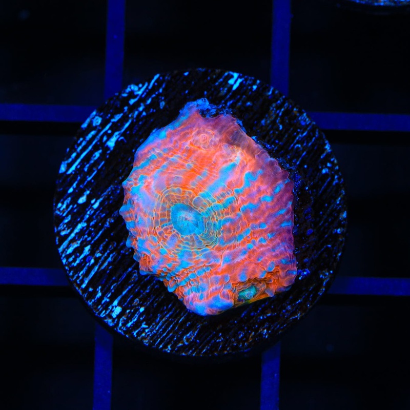 TSA Rainbow Convict Chalice Coral