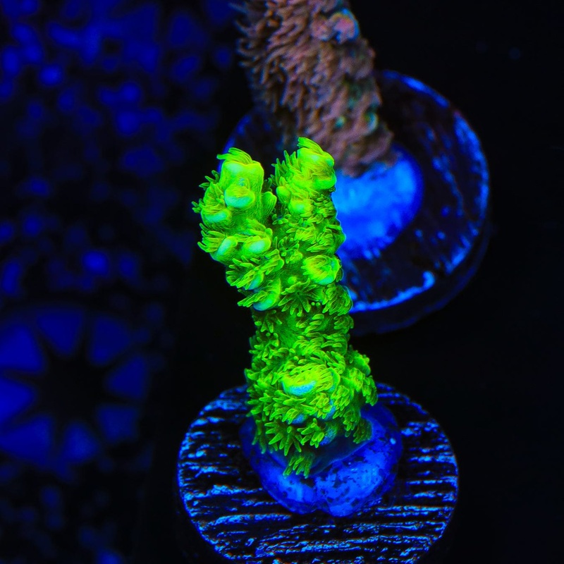 TSA Rainbow Supernova Acropora Coral