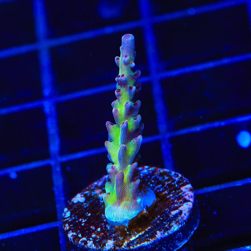 TSA Raspberry Limeade Acropora Coral