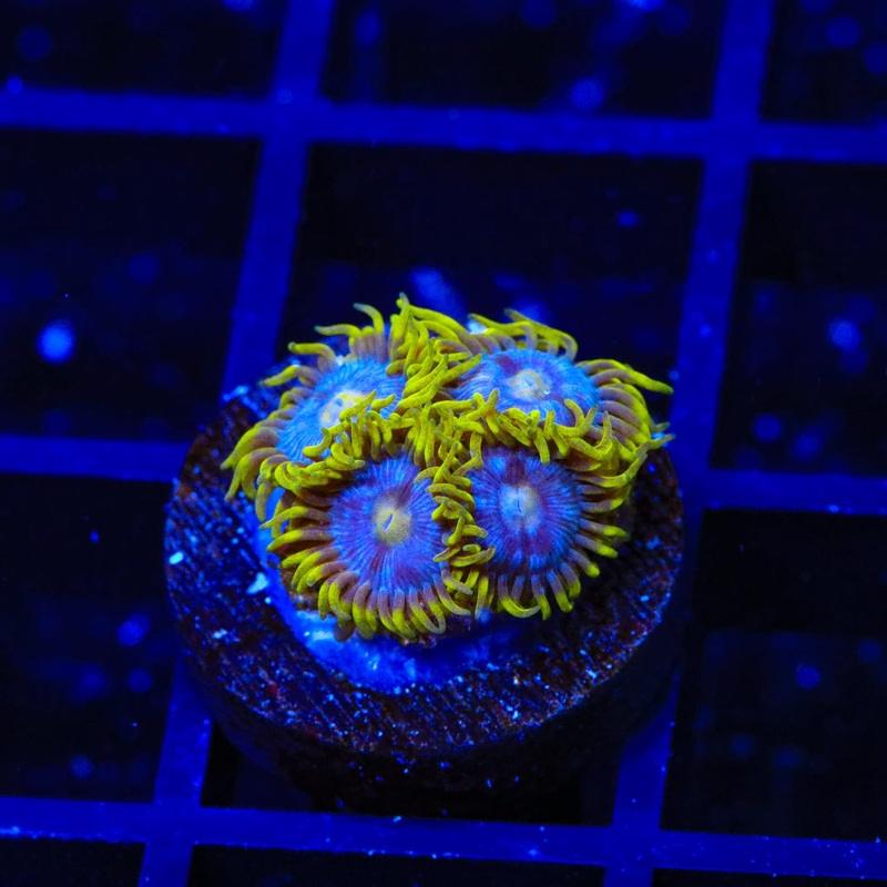 TSA Smurfette Zoanthids Coral