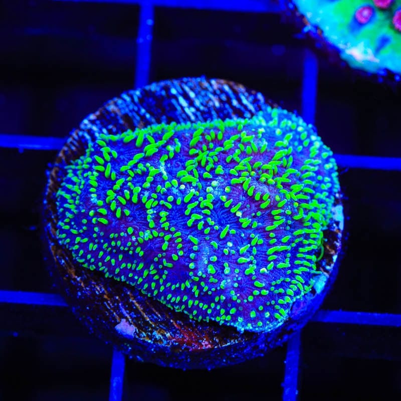 TSA Space Ranger Lithophyllon Coral