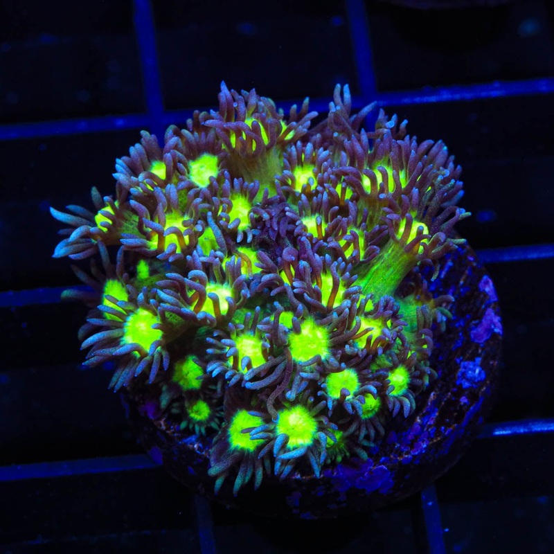 TSA Sparkle Goniopora Coral