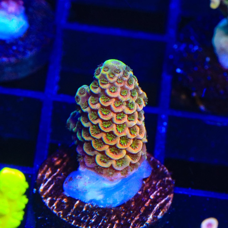 TSA Starburst Scream Spathulata Acropora Coral