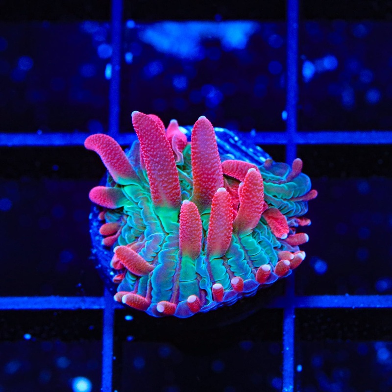TSA Strawberry Ice Plate Coral
