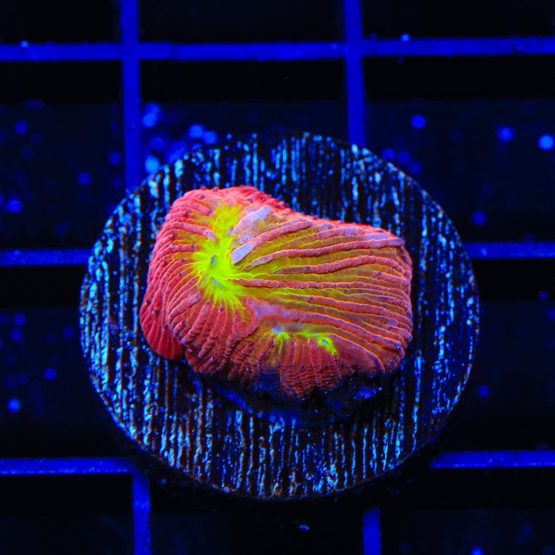 TSA Strawberry Margarita Plate Coral