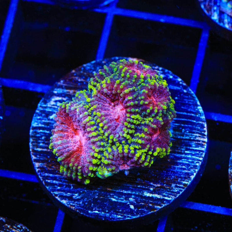 TSA Strawberry Shake Favia Coral