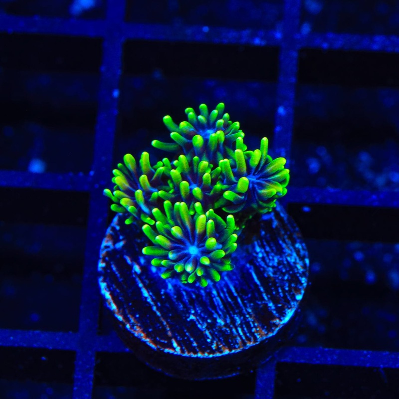TSA Super Sonic Galaxea Coral