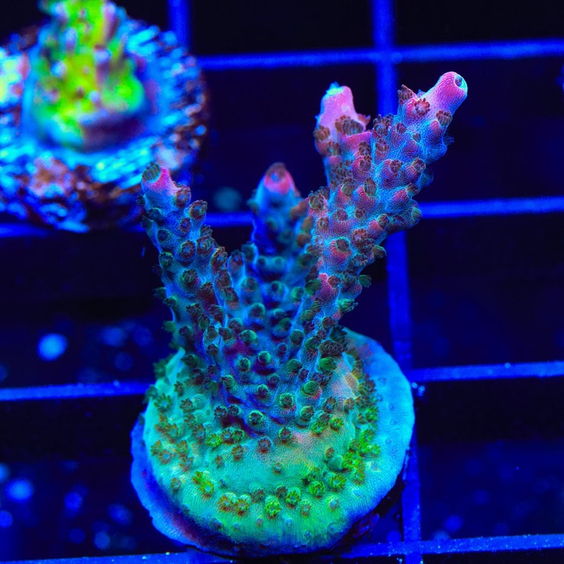 TSA Tesla Acropora Coral