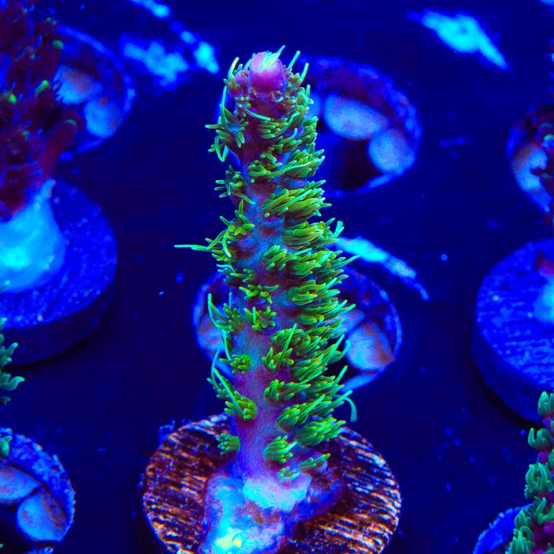 TSA The Fuzz Acropora Coral