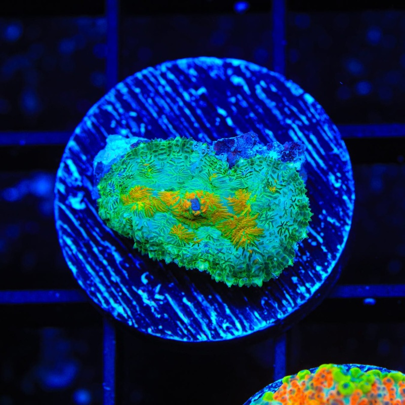 TSA Touch of Class Rhodactis Mushroom Coral