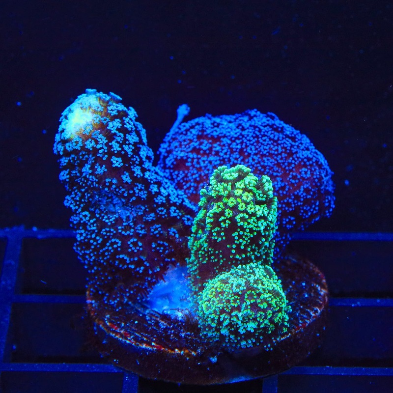 TSA Triple Threat Stylophora Coral