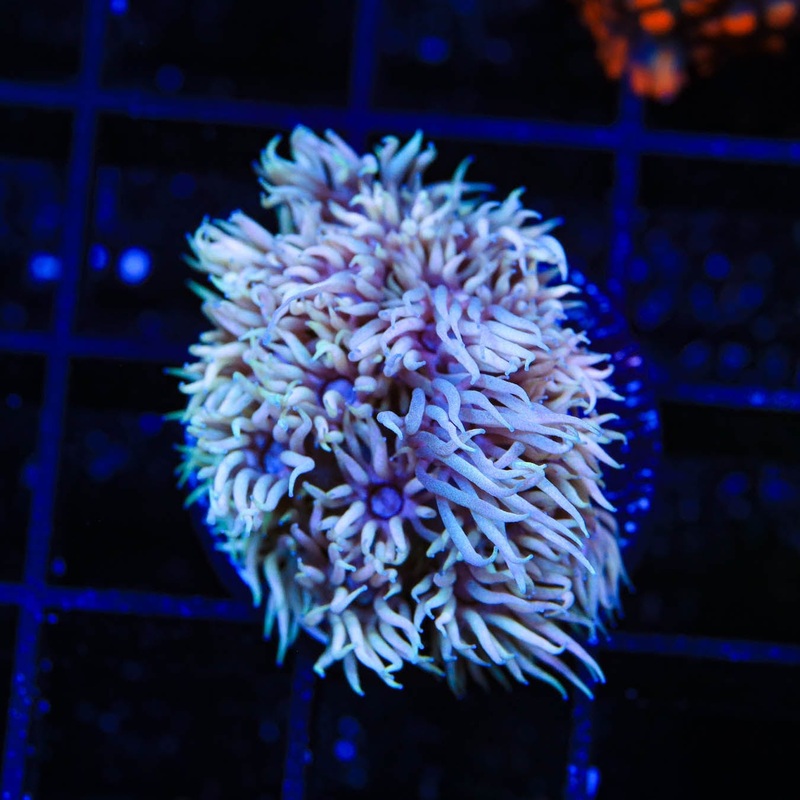 TSA Wanderer Goniopora Coral