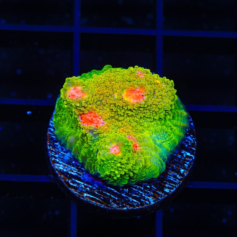 Tyree Bubblegum Monster Chalice Coral