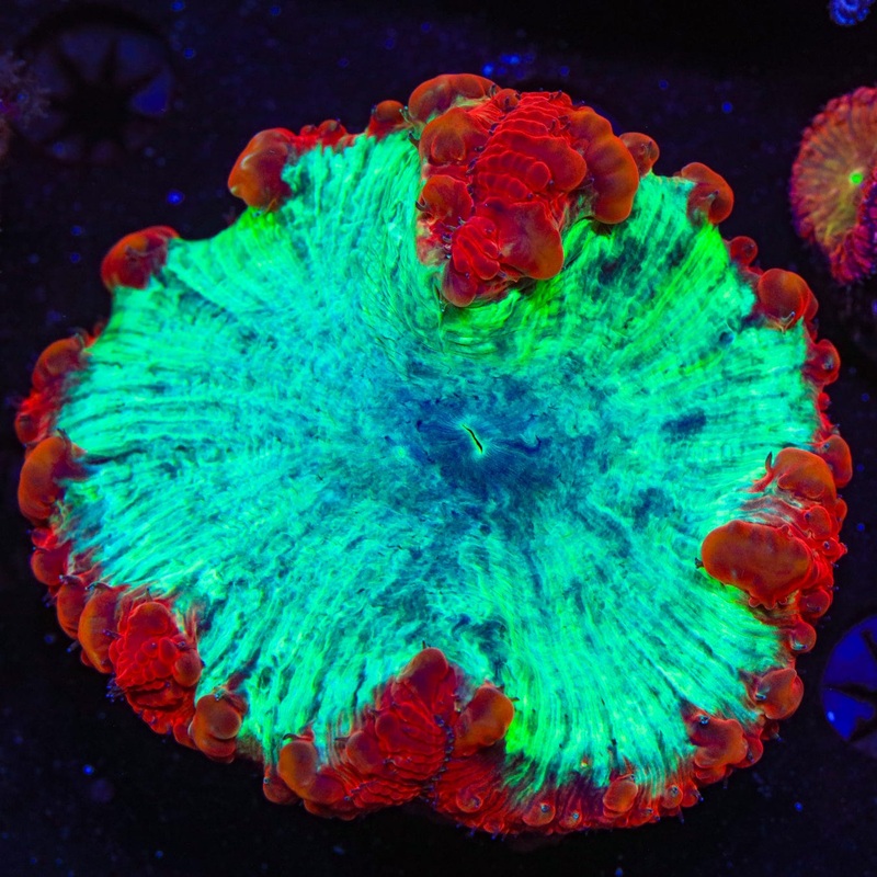 Ultra 2 - 3" Blastomussa Coral
