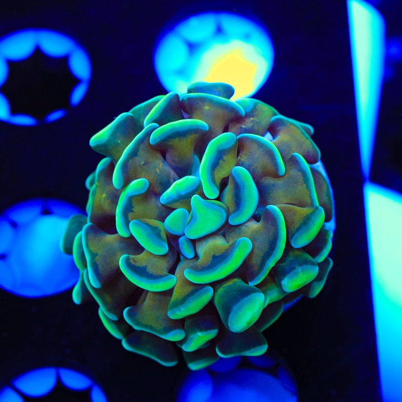 Ultra Hammer Coral