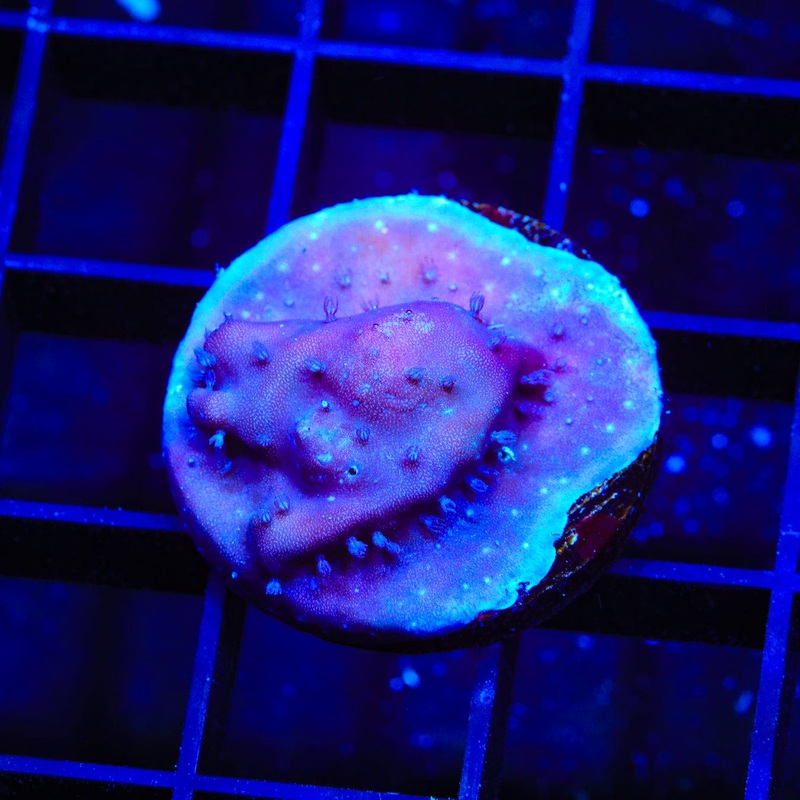 Blue Ridge Coral