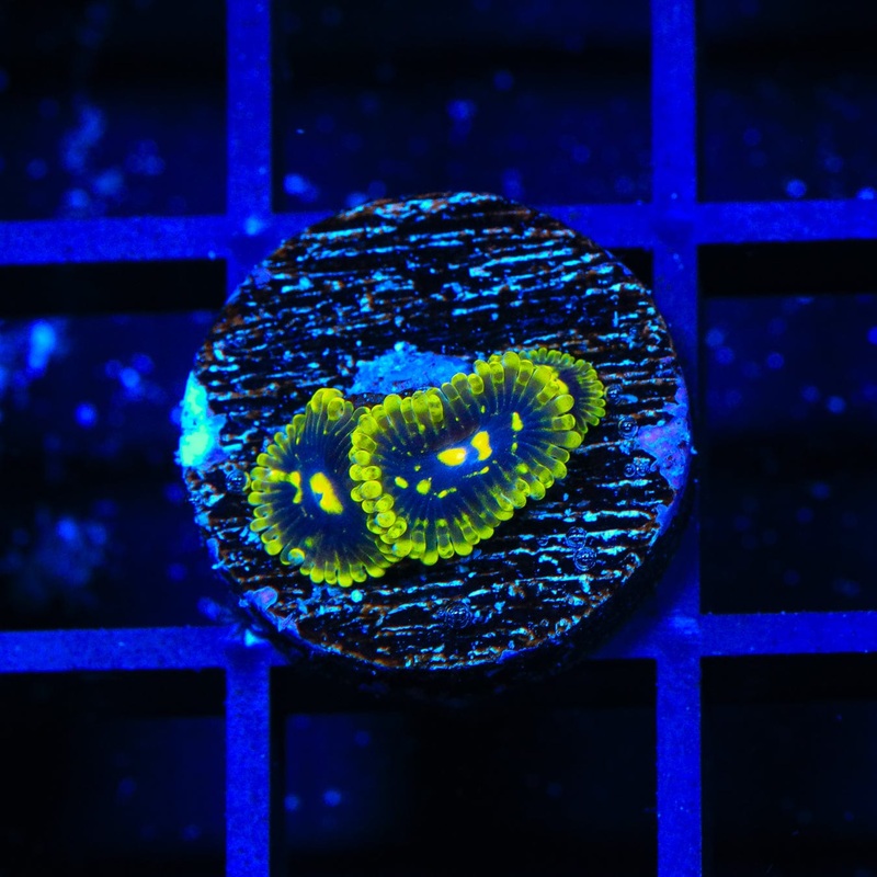 Exosphere Zoanthids Coral