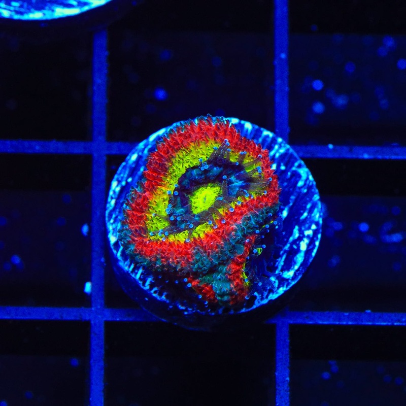 F2M Holy Grail Micromussa Coral