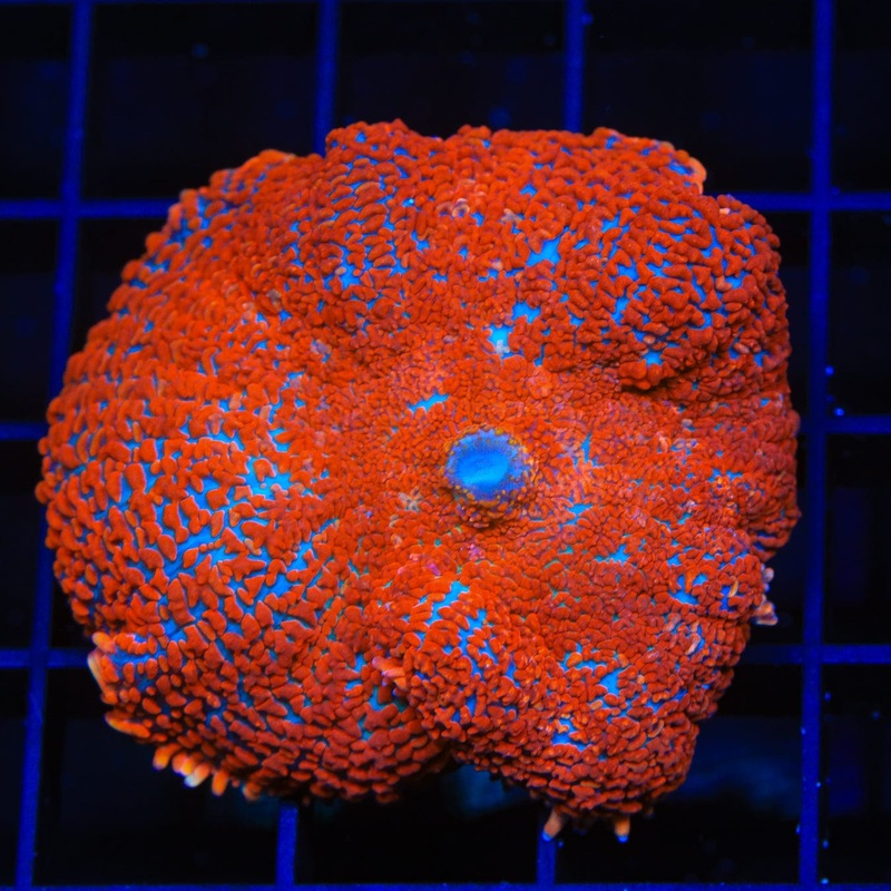 Fire Engine Rhodactis Mushroom Coral