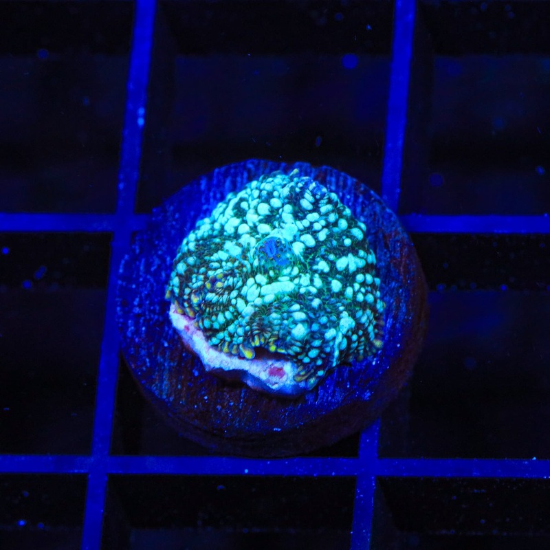 Firefly Mushroom Coral