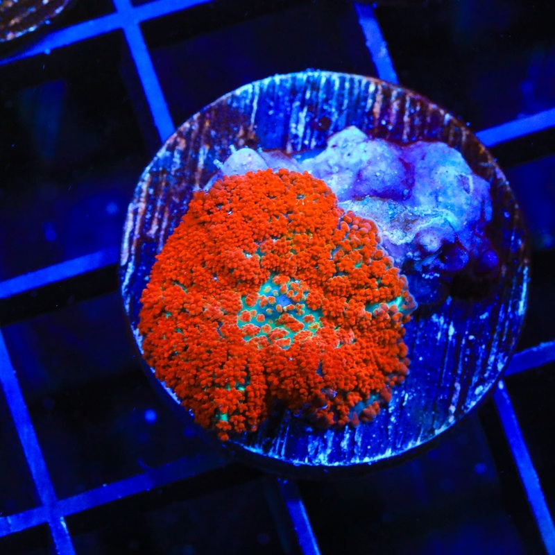 Forest Fire Mushroom Coral