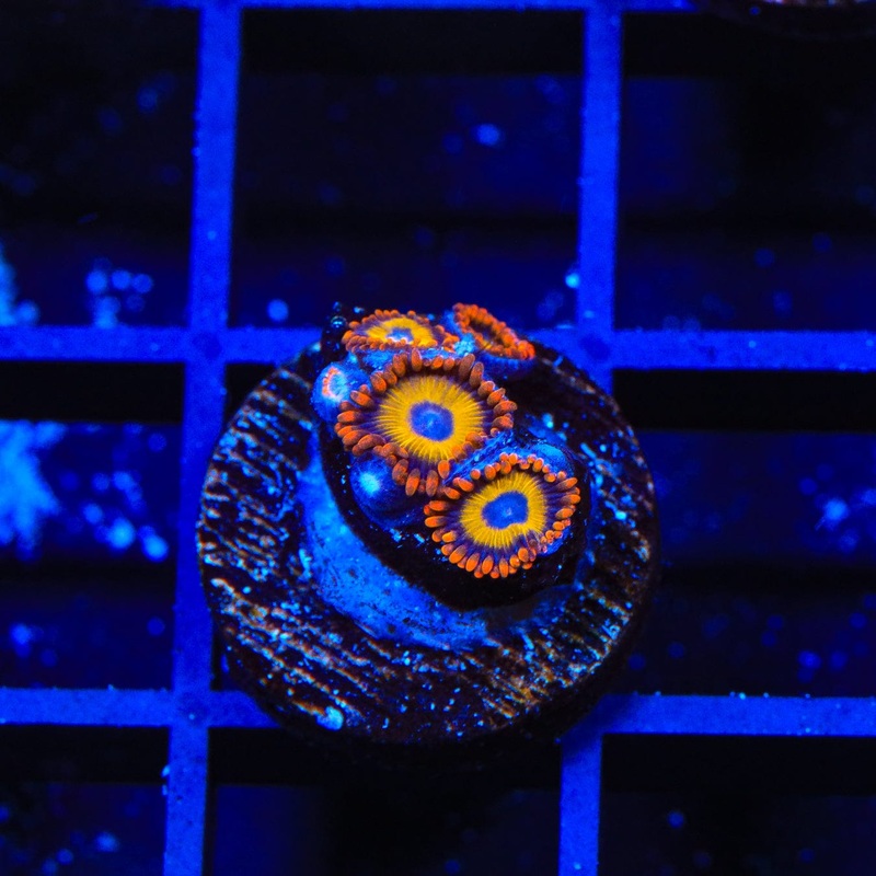 Fruitloops Zoanthids Coral